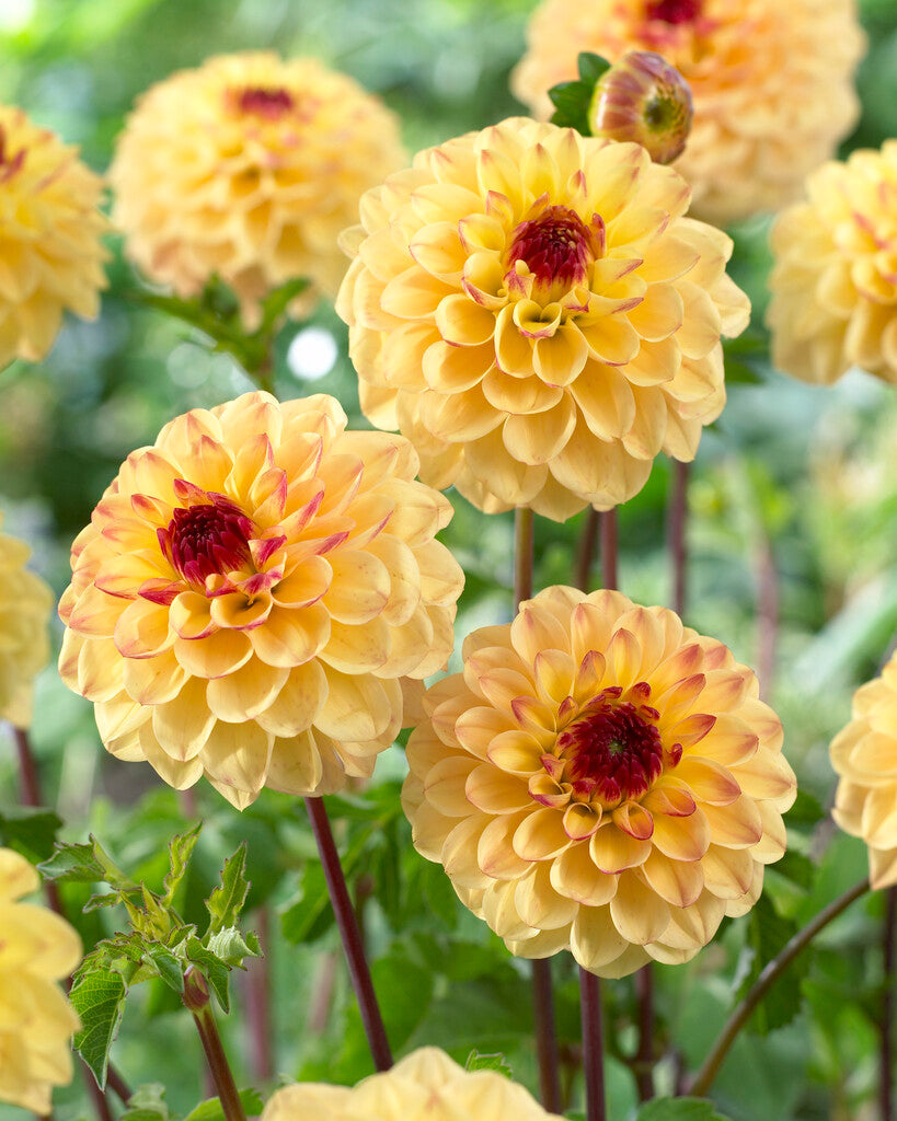 Dahlia Pompon Yellow Jill 1-pakning